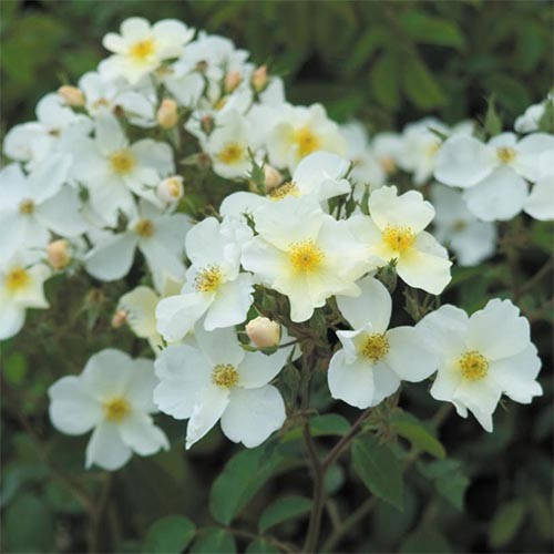 

Роза Kew Gardens (саженцы)