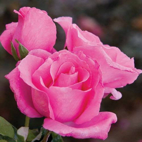 

Саджанці троянд "Маккартні Роуз"(The McCartney Rose)