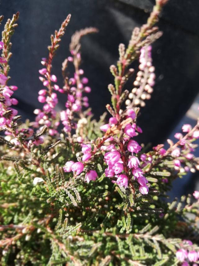 

Верес звичайний Тіб/CALLUNA vulgaris Tib С3 / Н10