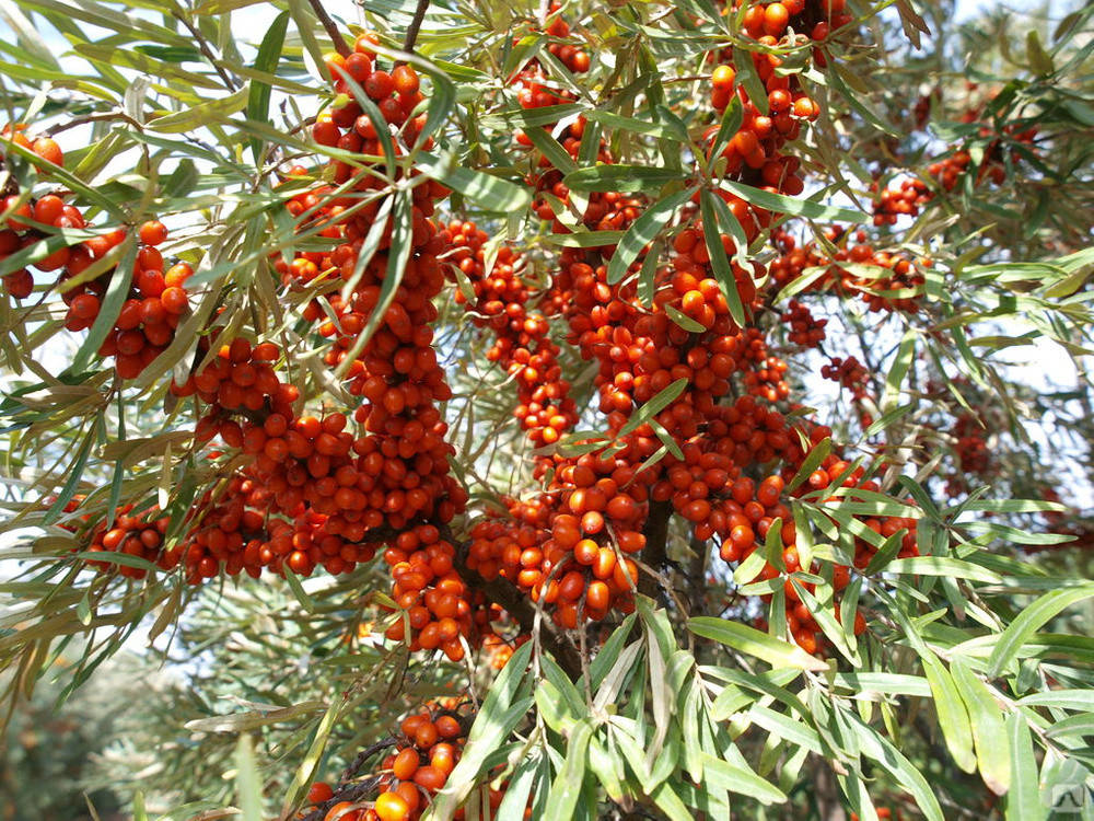 

Обліпиха крушиновидна Аскола / Hippophae rhamnoides Askola С3 /Н 80-100