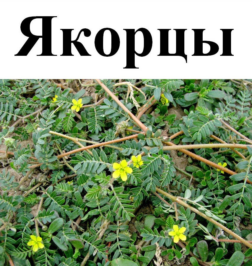 

Якорцы стелющиеся, 40 грамм