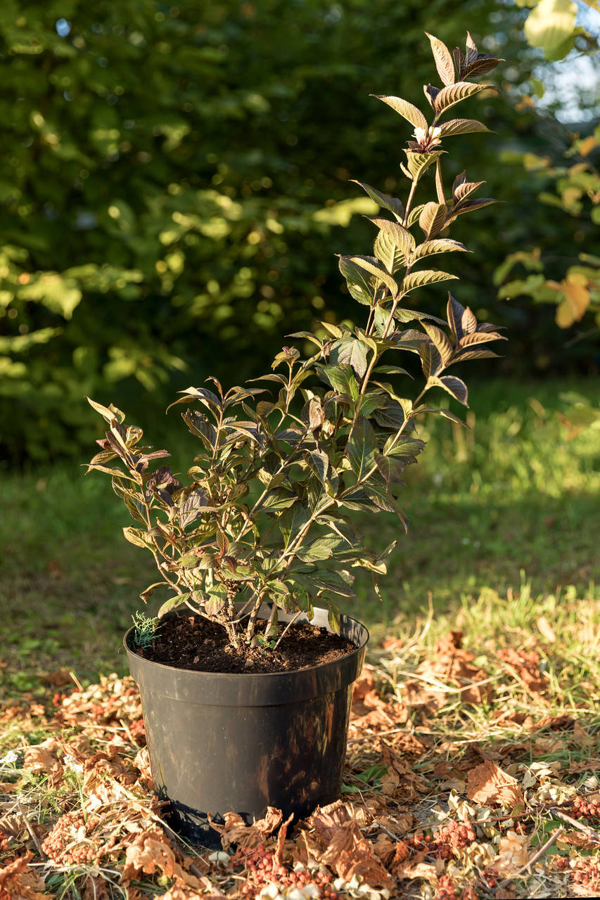

Вейгела квітуча Блек енд Вайт / Weigela florida Black and White С7.5 /Н 80-100