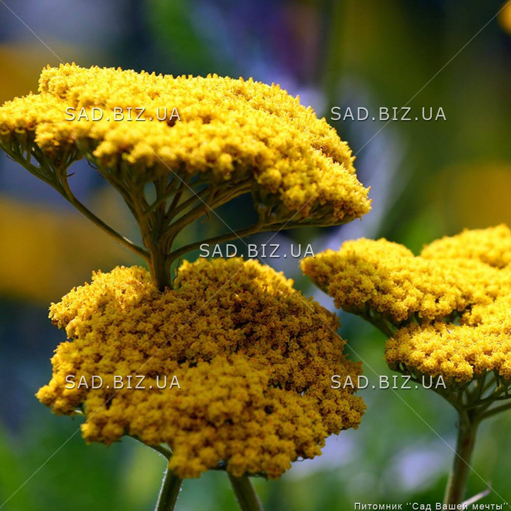 

Тысячелистник гибридный 'Coronation Gold'. Контейнер 2 л