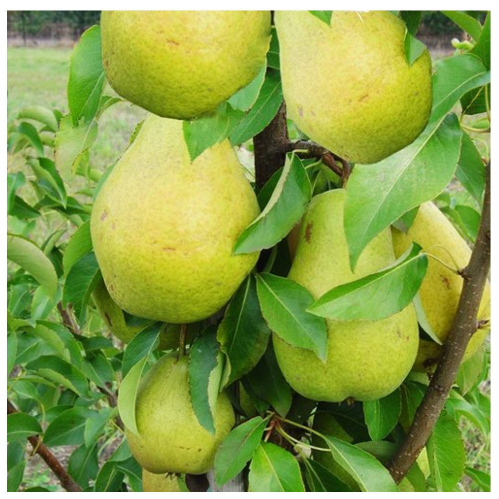 

Груша колоновидная Санреми (осенняя)