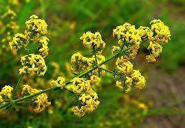 

Подмаренник настоящий трава (Galium verum) 100г