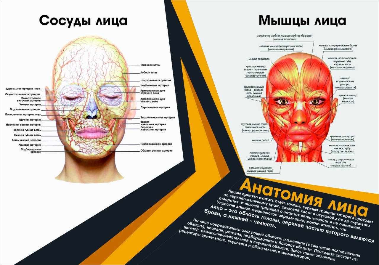 

Санбюлетень "Анатомія обличчя. Судини обличчя. М'язи обличчя." рос.версія (анатомічний плакат)
