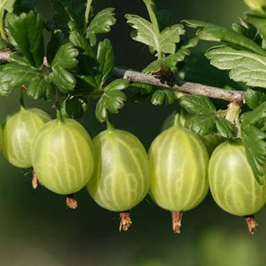 

Крыжовник Родник, ЗКС в горшках 0.8 л