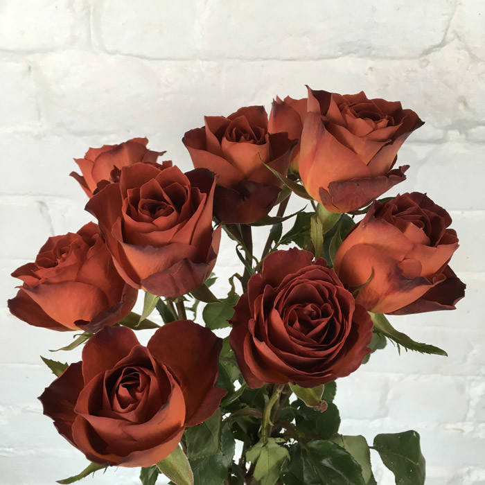 

Роза Кафе Дель Мар. (Cafe del mar) Ч/Г