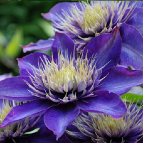 

Клематис Multi Blue ( Мульти Блю)