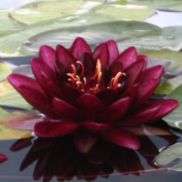 

Нимфея "Алмост Блэк" - Nymphaea "Almost Black"