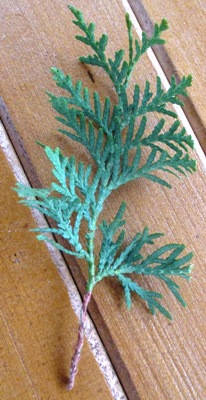 

Туя западная Брабант. НЧ. (Черенок для укоренения).