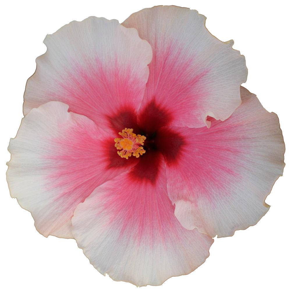 

Гибискус Grace 3