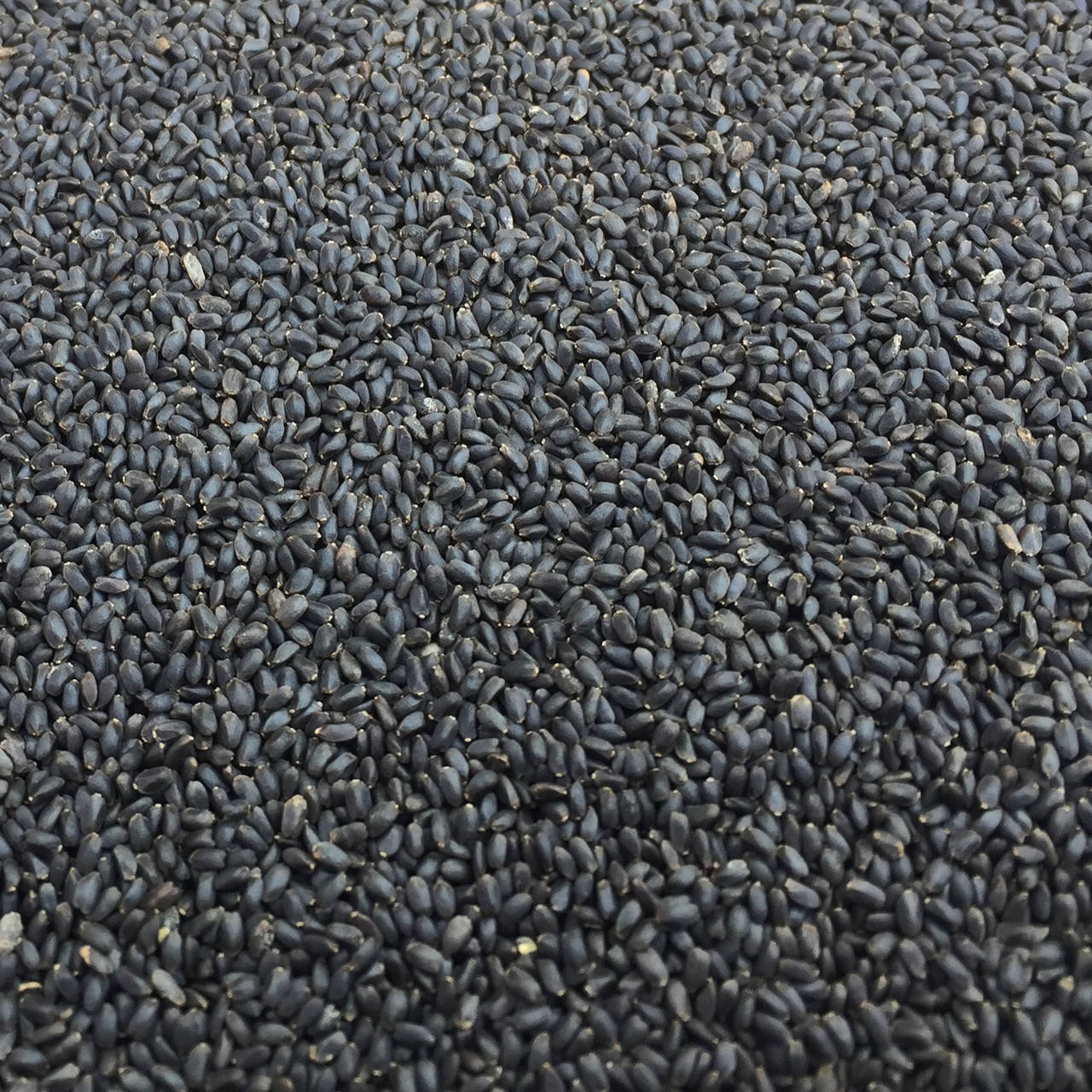 

Семена базилика зеленого микрозелень