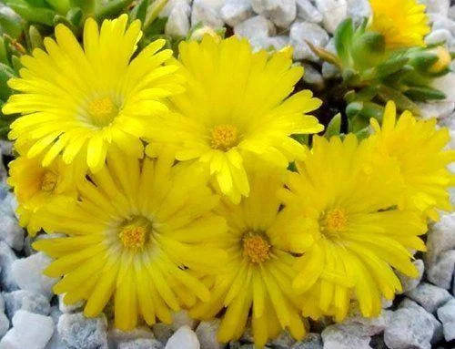 

9 Делосперма «Голд Нагет» Delosperma Сongestum «Gold Nugget»