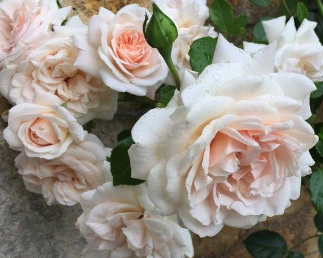 

Роза нью джерси, Клаймбер Пенни Лейн Penny Lane