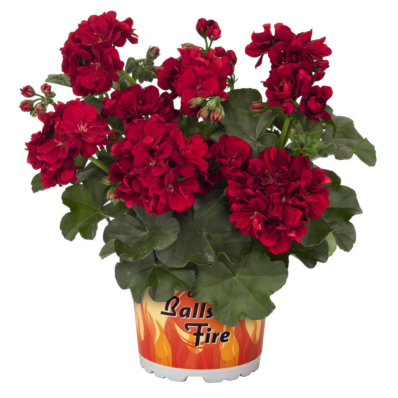 

Пеларгония плющелистная(ампельная) Great Balls of Fire Velvet Red