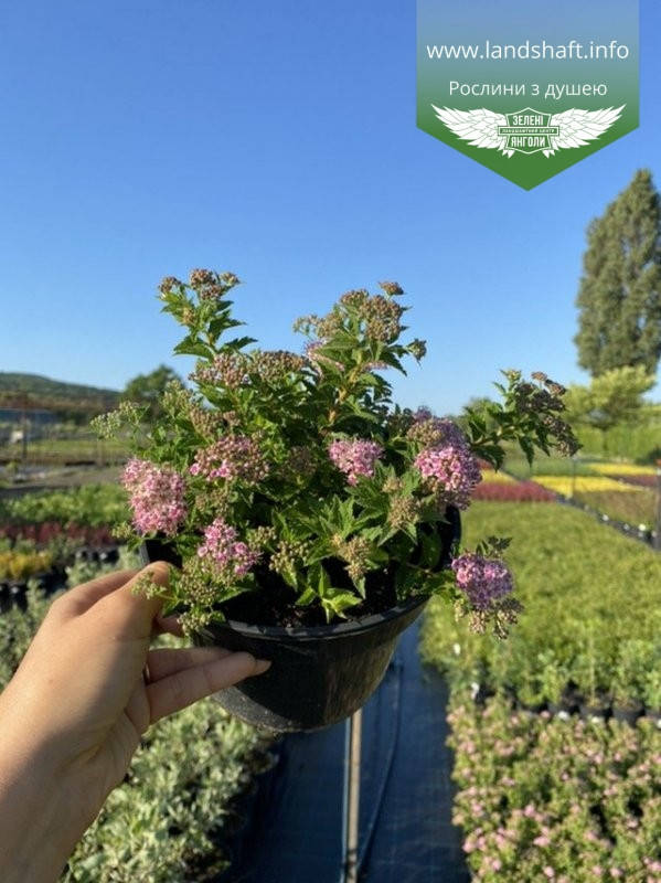 

Spiraea japonica 'Japanese Dwarf', Спірея японська 'Японіс Дварф',C2 - горщик 2л