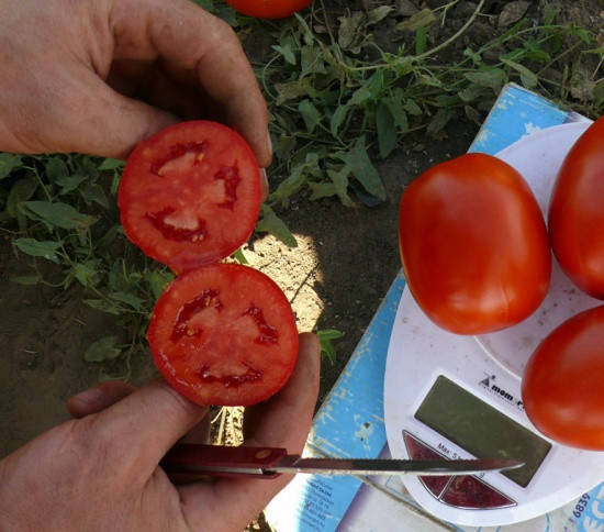 

Семена томата 1510 F1 500 семян Lark Seeds
