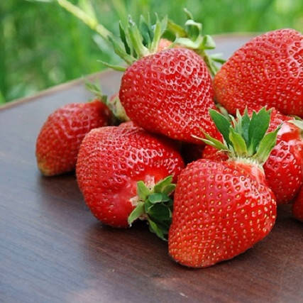 

Саженец клубники КЛЭРИ - ранний