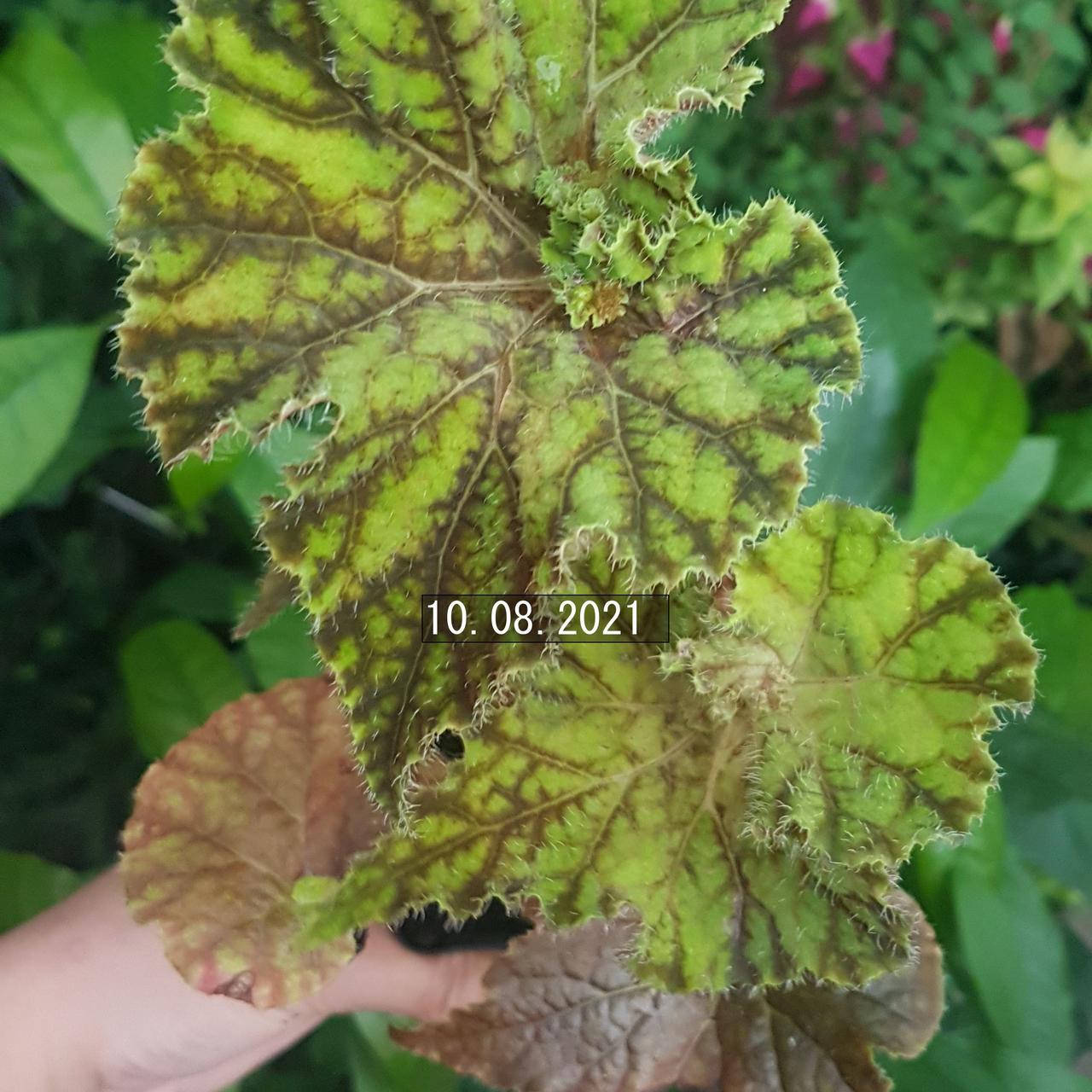 

Бегония тигровая, Begonia Tiger, Разные цвета