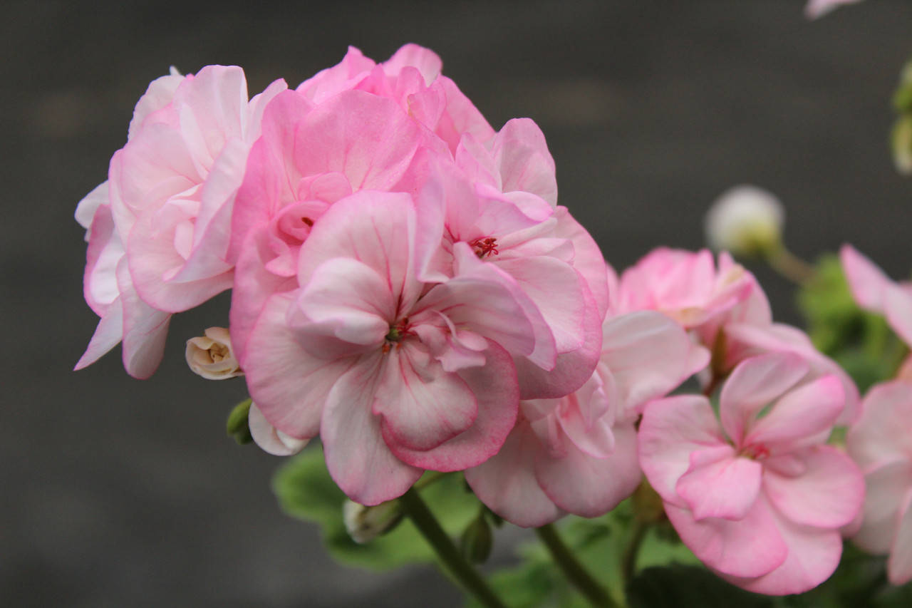 

Пеларгония "Тамара" (герань, калачик №35)