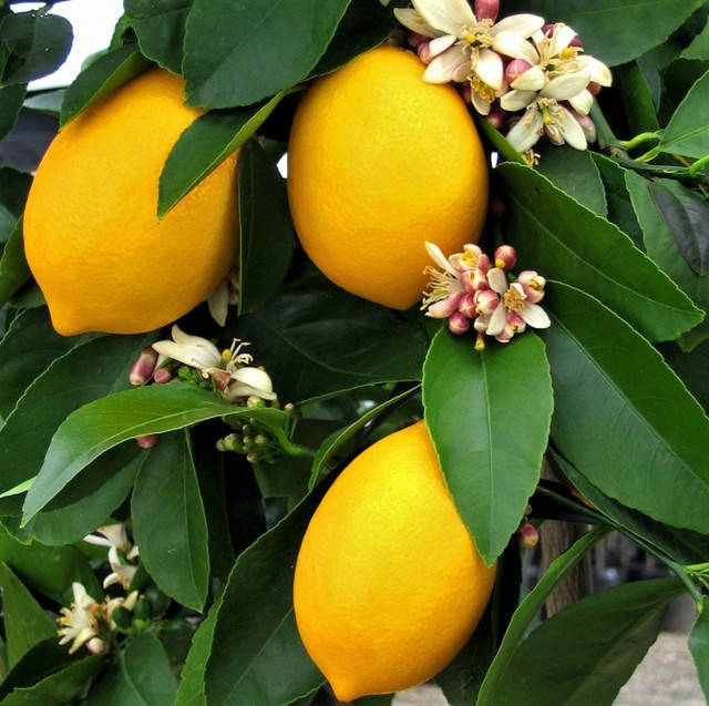 

Саженцы Лимона Дженоа - урожайный, кисло-сладкий, низкорослый