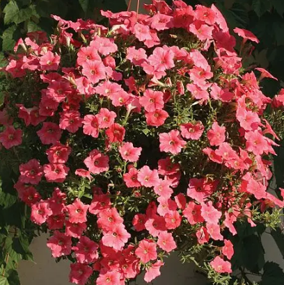 

Петуния ампельная Вельвет F1 лососева з прожилками 10 шт