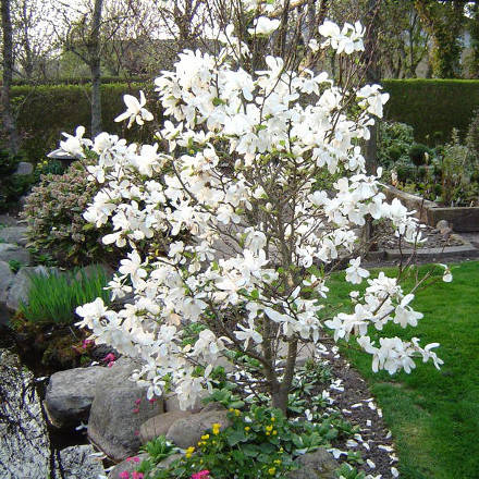 

Магнолия кобус (рассада), Magnolia kobus