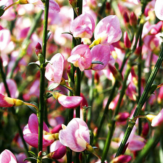 

Ракитник венечный Мойкларе Пинк / Cytisus Moyclare Pink