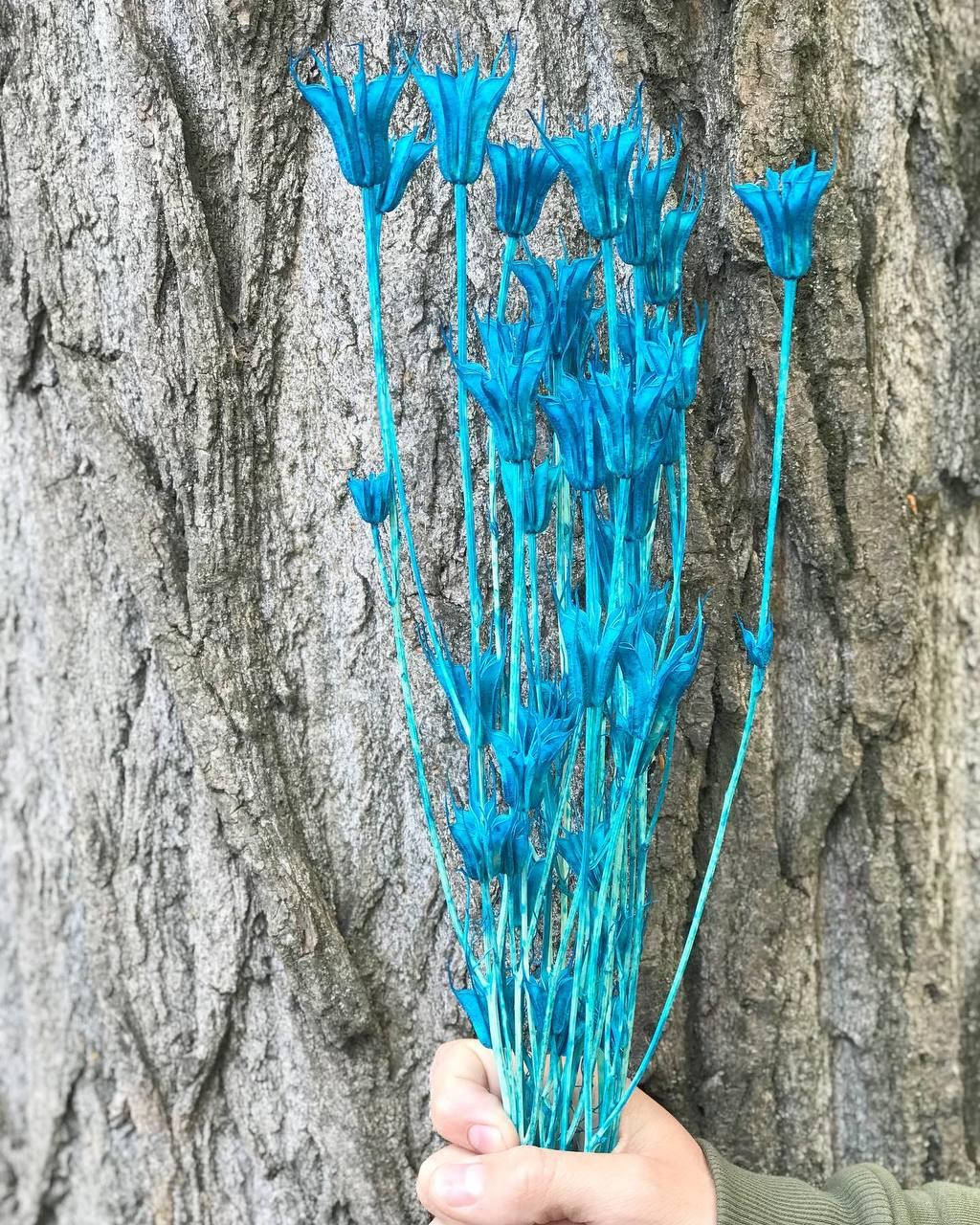 

Сухоцвет Нигелла