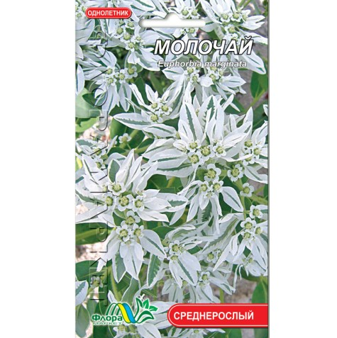 

Молочай невеста цветы однолетние, семена 0.5 г