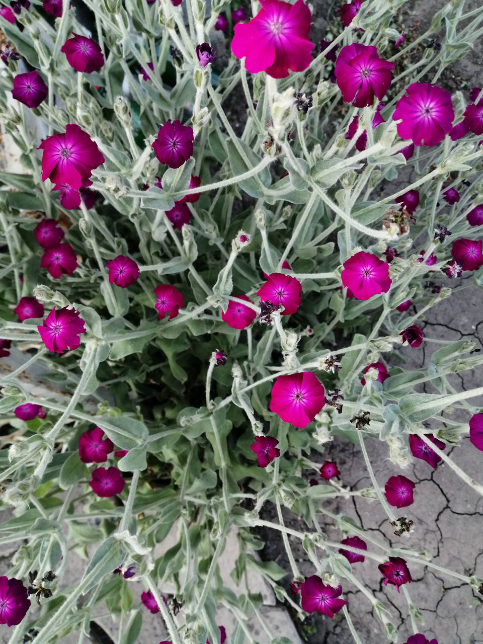 

Лихнис корончатый Моенч (Lychnis coronaria Moench), саженец