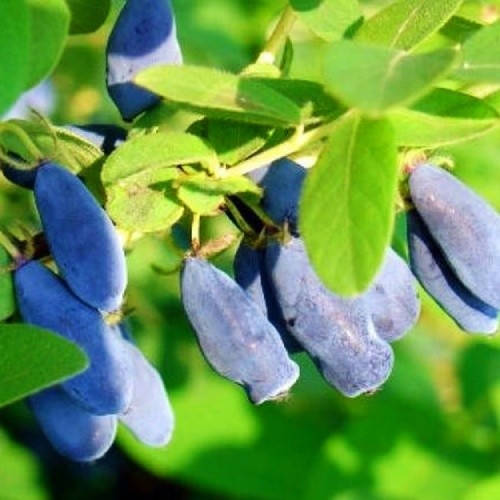 

Жимолость Волшебница (саженцы)