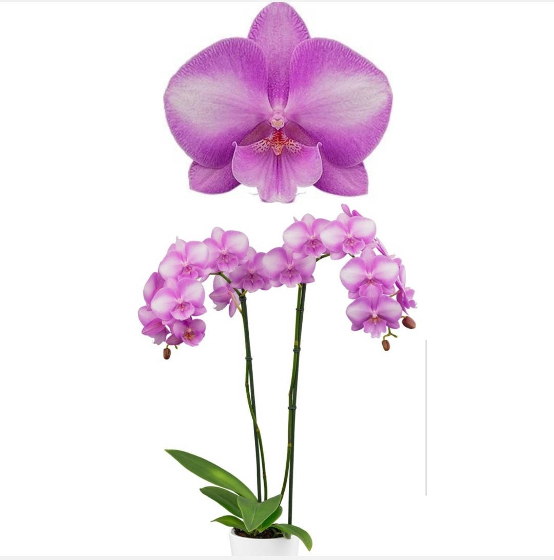 

Орхидея Phal. Deejay Soul 334718 цветок 9.5 cm. подросток 1.7 торф