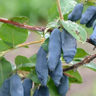 

Жимолость Стрежевчанка (саженцы)