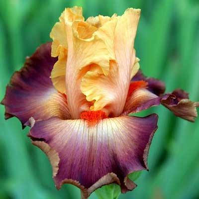 

Ирис Rio (корневища)