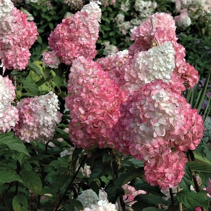 

Саженцы Гортензии метельчатой Пинк Леди (Hydrangea paniculata Pink Lady)