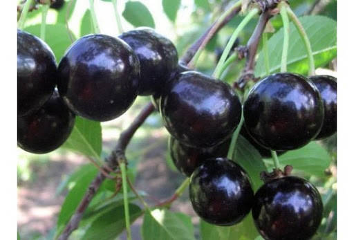 

Саженцы вишня Чернокорка 2-х летка