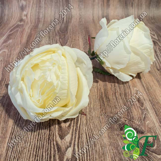 

Головка роз О`Хара молочный О`Хара-1