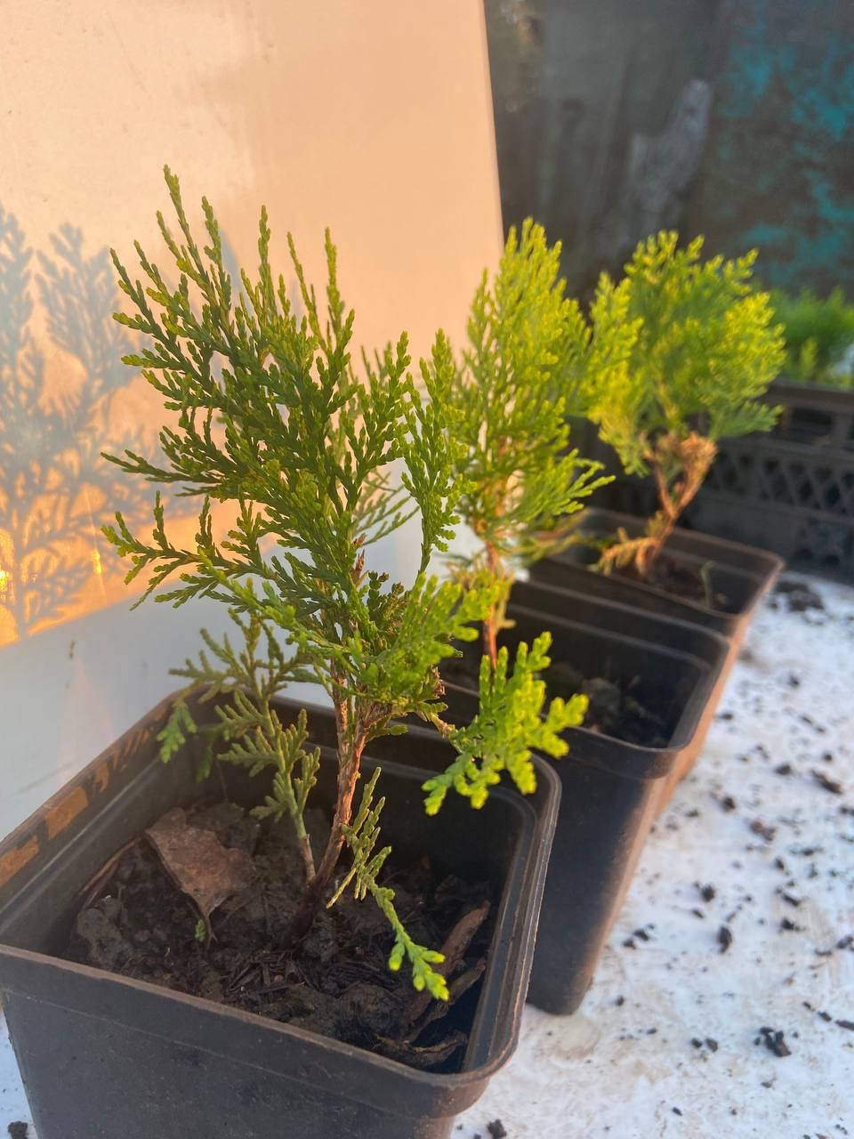 

Туя Ауреа Нана (Thuja orientalis Aurea Nana) 13-15