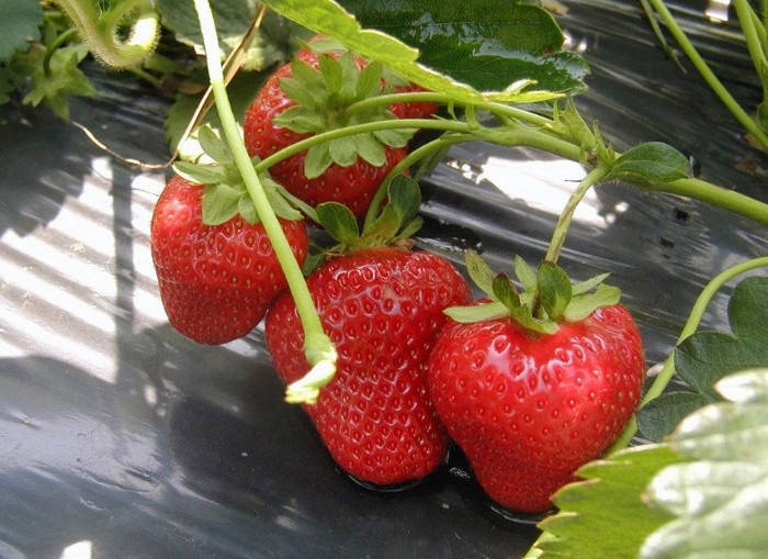 

Клубника Антеа (ОКС)