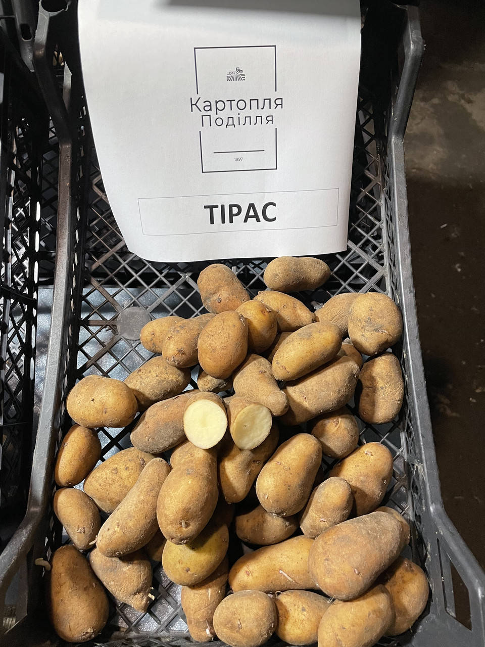 

Семенной картофель Тирас, I-я репродукция