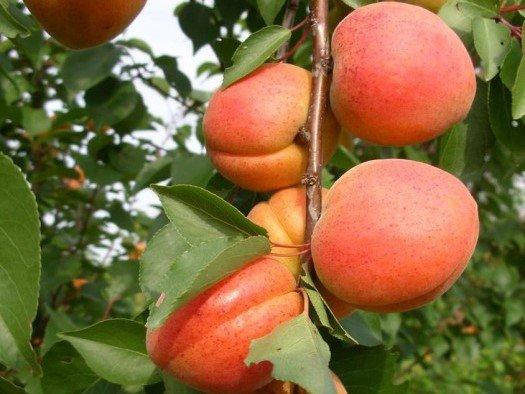 

Саженцы абрикоса АЛЬБИНОВА среднепоздний срок созревания