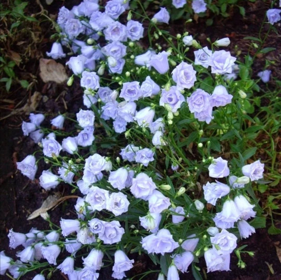 

Кампанула "Елізабет Олівер"Дзвіночок Елізабет Олівер.Сampanula cochleariifolia "elizabeth oliver, горщик р9