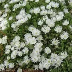

Делосперма White Nugget