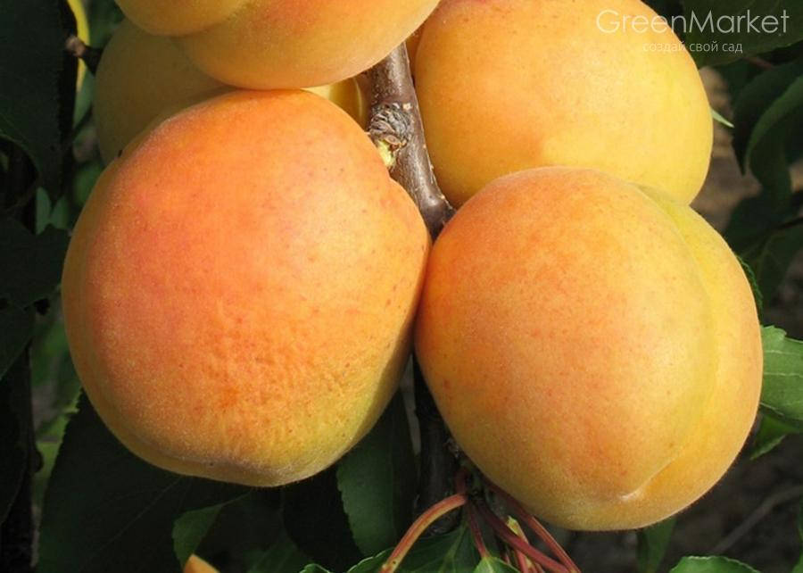 

Саженцы абрикоса ПЕРСИКОВЫЙ (двухлетний) среднего срока созревания