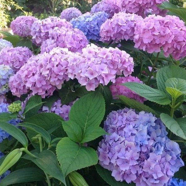 

Блюм стар (Bloom star)