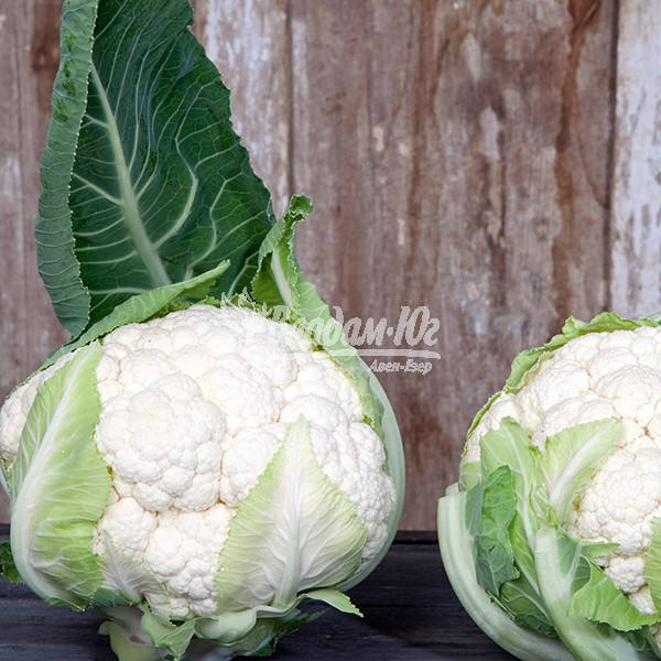 

Семена цветной капусты Ардент F1, 2500 семян