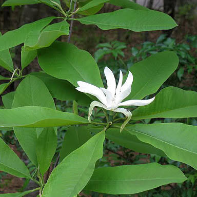 

Магнолия трехлепестковая (рассада), Magnolia tripetala