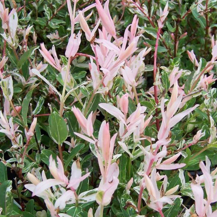 

Ива японская Хакуро нишики 3л, Salix integra Hakuro nishiki